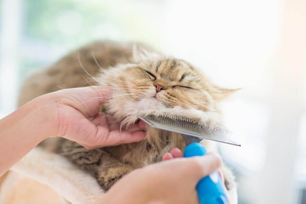 Petco cat best sale grooming services