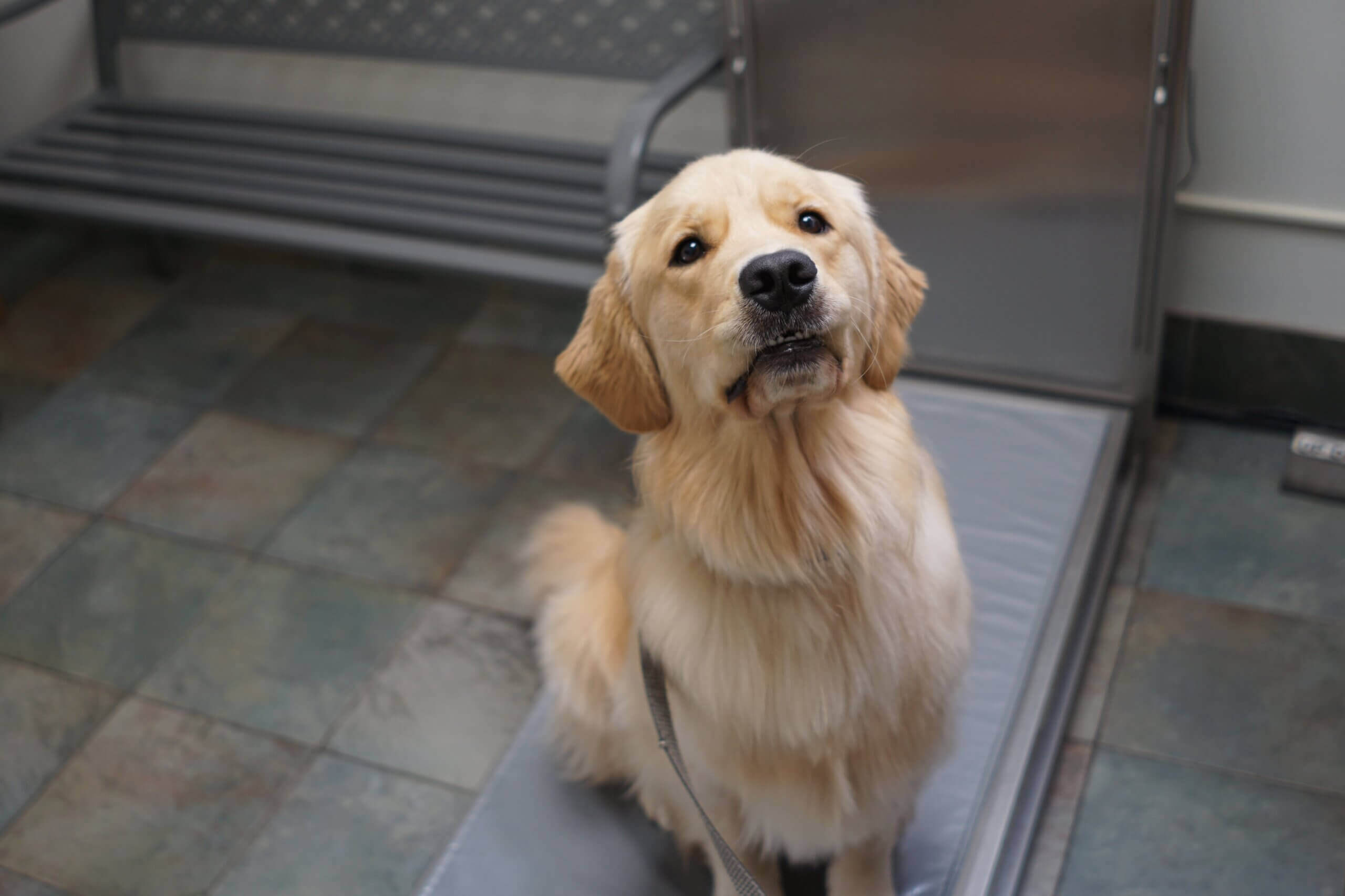 View of Tips for Managing Anxiety in Your Pet - Edina Pet Hospital