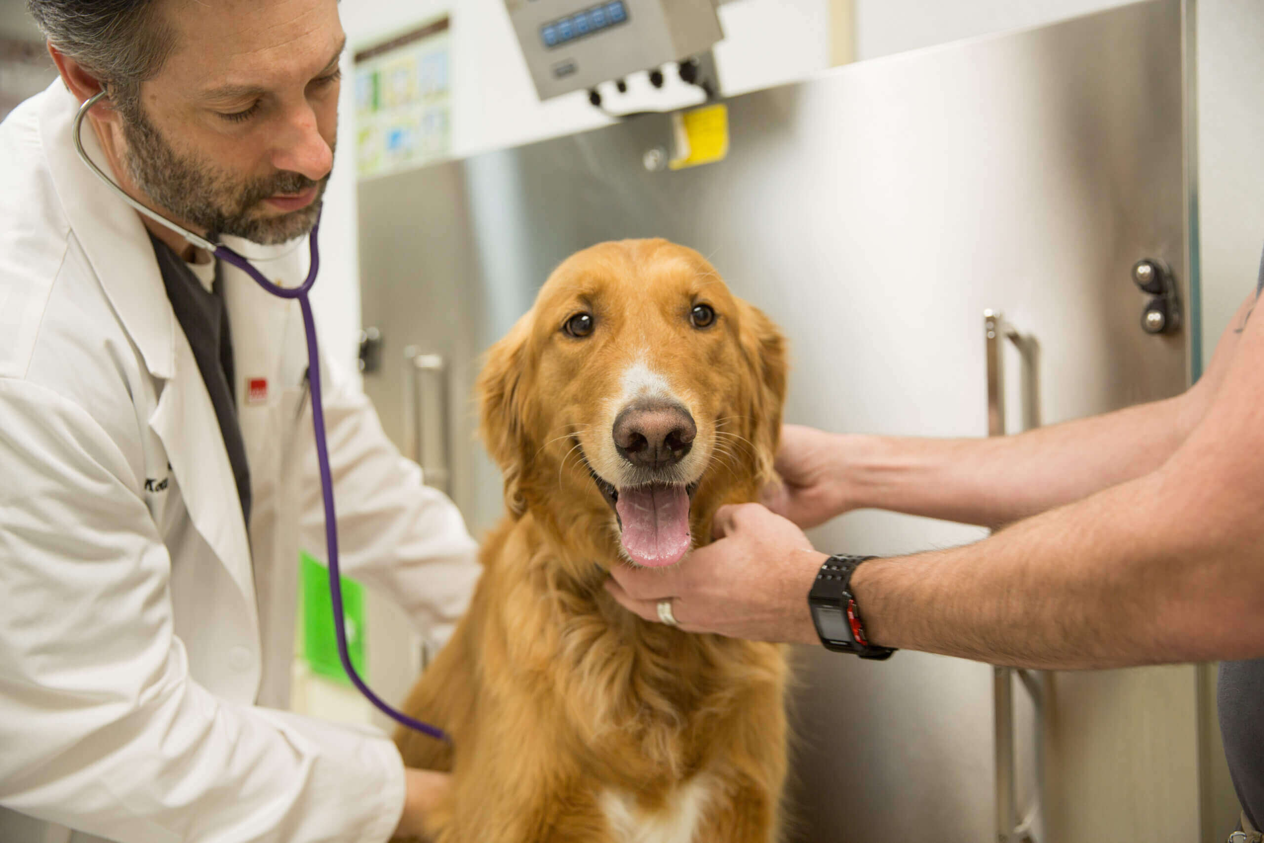 Canine Respiratory Illness - Edina Pet Hospital